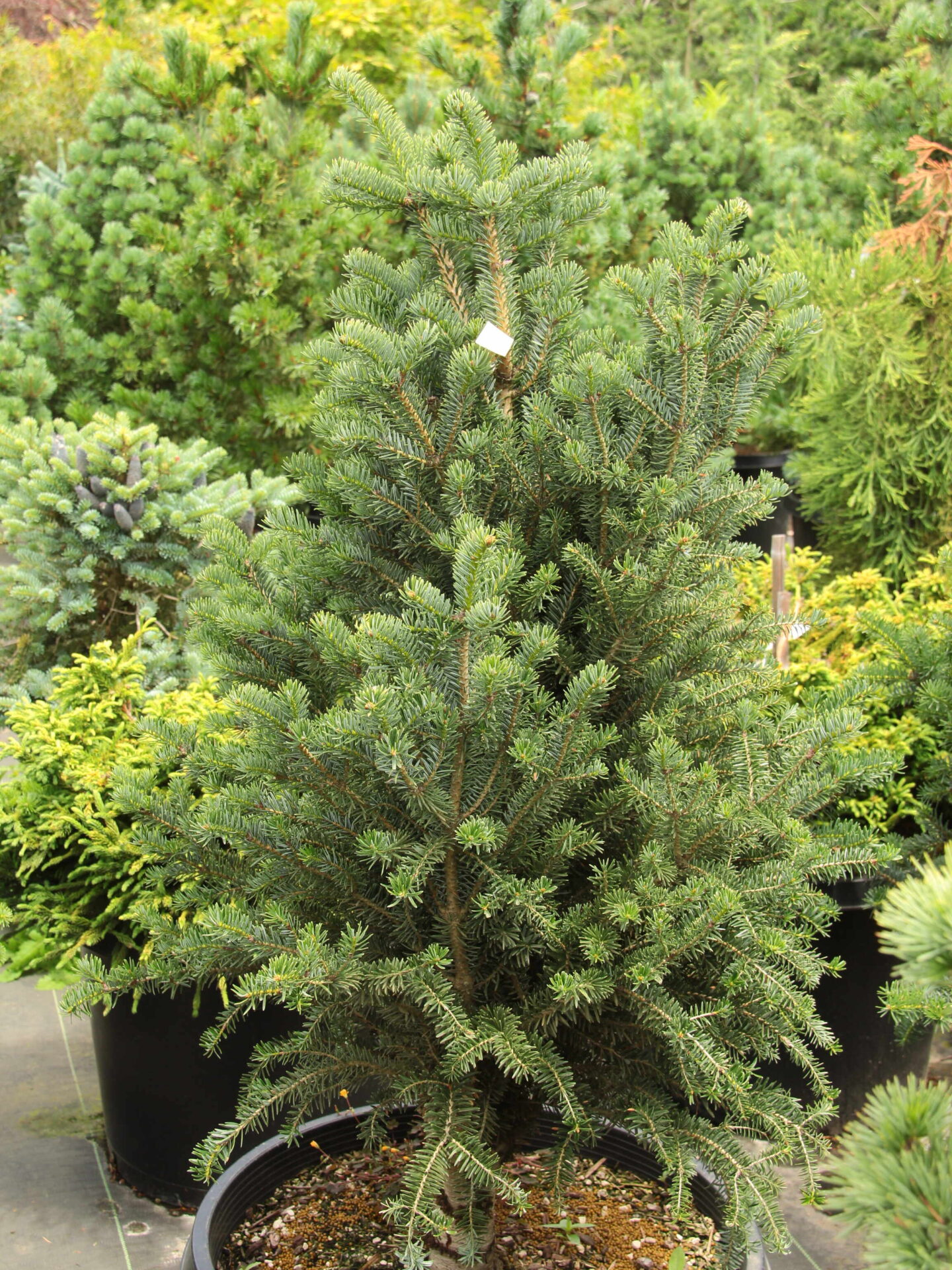 Abies nordmanniana 